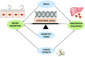 Graphical abstract: Molecular actions of hypocholesterolaemic compounds from edible mushrooms