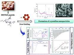 Graphical abstract: Formation of crystalline nanoparticles by iron binding to pentapeptide (Asp-His-Thr-Lys-Glu) from egg white hydrolysates
