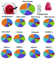 Graphical abstract: The composition of potentially bioactive triterpenoid glycosides in red raspberry is influenced by tissue, extraction procedure and genotype