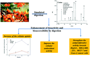 Graphical abstract: Phenolic compounds, antioxidant activity, antiproliferative activity and bioaccessibility of Sea buckthorn (Hippophaë rhamnoides L.) berries as affected by in vitro digestion