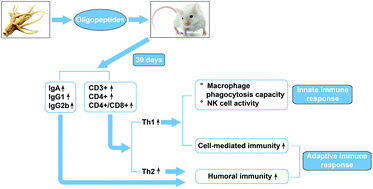 Graphical abstract: Ginseng (Panax ginseng Meyer) oligopeptides regulate innate and adaptive immune responses in mice via increased macrophage phagocytosis capacity, NK cell activity and Th cells secretion