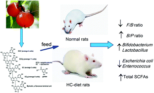 Graphical abstract: Reshaped fecal gut microbiota composition by the intake of high molecular weight persimmon tannin in normal and high-cholesterol diet-fed rats