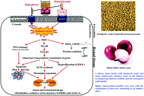Graphical abstract: Alleviation of oxidative stress-mediated nephropathy by dietary fenugreek (Trigonella foenum-graecum) seeds and onion (Allium cepa) in streptozotocin-induced diabetic rats