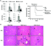 Graphical abstract: Pretreatment with dihydroquercetin, a dietary flavonoid, protected against concanavalin A-induced immunological hepatic injury in mice and TNF-α/ActD-induced apoptosis in HepG2 cells