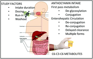 Graphical abstract: Human anthocyanin bioavailability: effect of intake duration and dosing