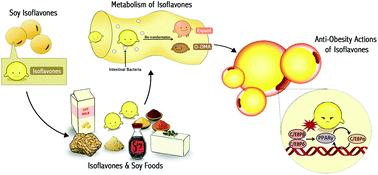 Graphical abstract: Anti-obesity molecular mechanism of soy isoflavones: weaving the way to new therapeutic routes