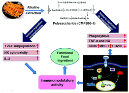 Graphical abstract: Structural elucidation and immunostimulatory activity of a new polysaccharide from Cordyceps militaris