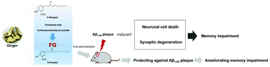 Graphical abstract: Ginger fermented with Schizosaccharomyces pombe alleviates memory impairment via protecting hippocampal neuronal cells in amyloid beta1–42 plaque injected mice