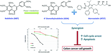 Graphical abstract: A metabolite of nobiletin, 4′-demethylnobiletin and atorvastatin synergistically inhibits human colon cancer cell growth by inducing G0/G1 cell cycle arrest and apoptosis