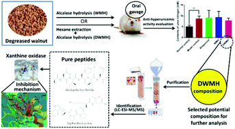 Graphical abstract: Moderation of hyperuricemia in rats via consuming walnut protein hydrolysate diet and identification of new antihyperuricemic peptides