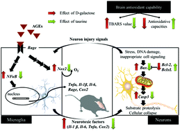 Graphical abstract: Preventive effects of taurine against d-galactose-induced cognitive dysfunction and brain damage