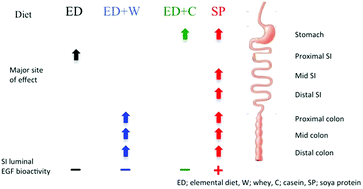 Graphical abstract: Specific protein supplementation using soya, casein or whey differentially affects regional gut growth and luminal growth factor bioactivity in rats; implications for the treatment of gut injury and stimulating repair