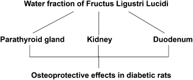 Graphical abstract: Effect of the water fraction isolated from Fructus Ligustri Lucidi extract on bone metabolism via antagonizing a calcium-sensing receptor in experimental type 1 diabetic rats