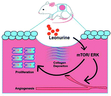 Graphical abstract: Upregulating mTOR/ERK signaling with leonurine for promoting angiogenesis and tissue regeneration in a full-thickness cutaneous wound model