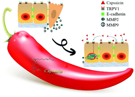 Graphical abstract: Capsaicin inhibits the metastasis of human papillary thyroid carcinoma BCPAP cells through the modulation of the TRPV1 channel