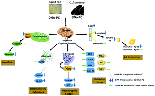Graphical abstract: Comparative study of the effects of phosphatidylcholine rich in DHA and EPA on Alzheimer's disease and the possible mechanisms in CHO-APP/PS1 cells and SAMP8 mice