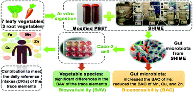 Graphical abstract: Estimation of the bioaccessibility and bioavailability of Fe, Mn, Cu, and Zn in Chinese vegetables using the in vitro digestion/Caco-2 cell model: the influence of gut microbiota