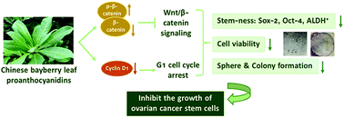 Graphical abstract: Dietary compound proanthocyanidins from Chinese bayberry (Myrica rubra Sieb. et Zucc.) leaves attenuate chemotherapy-resistant ovarian cancer stem cell traits via targeting the Wnt/β-catenin signaling pathway and inducing G1 cell cycle arrest