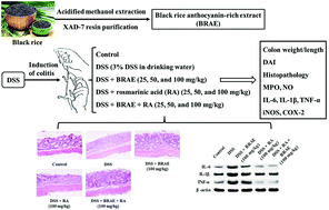 Graphical abstract: Black rice anthocyanin-rich extract and rosmarinic acid, alone and in combination, protect against DSS-induced colitis in mice