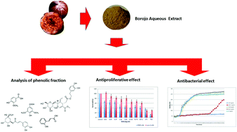 Graphical abstract: Potential of Borojoa patinoi Cuatrecasas water extract to inhibit nosocomial antibiotic resistant bacteria and cancer cell proliferation in vitro