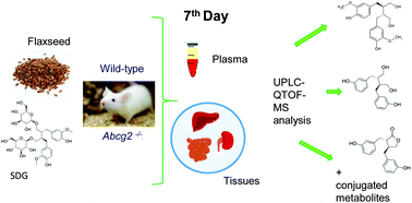 Graphical abstract: An altered tissue distribution of flaxseed lignans and their metabolites in Abcg2 knockout mice