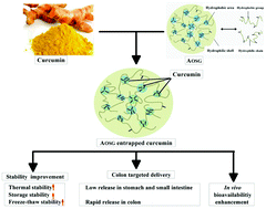Graphical abstract: Aggregates of octenylsuccinate oat β-glucan as novel capsules to stabilize curcumin over food processing, storage and digestive fluids and to enhance its bioavailability