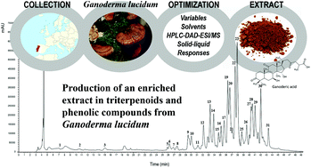 Graphical abstract: Extraction of triterpenoids and phenolic compounds from Ganoderma lucidum: optimization study using the response surface methodology
