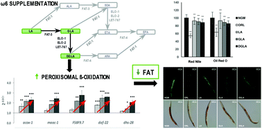 Graphical abstract: Dihomo-gamma-linolenic acid induces fat loss in C. elegans in an omega-3-independent manner by promoting peroxisomal fatty acid β-oxidation