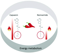 Graphical abstract: Capsaicin and nonivamide similarly modulate outcome measures of mitochondrial energy metabolism in HepG2 and 3T3-L1 cells