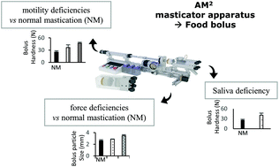 Graphical abstract: Oral declines and mastication deficiencies cause alteration of food bolus properties
