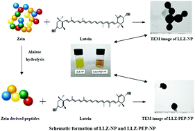 Graphical abstract: Zein-derived peptides as nanocarriers to increase the water solubility and stability of lutein