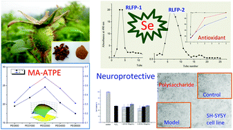Graphical abstract: The neuroprotective and antioxidant profiles of selenium-containing polysaccharides from the fruit of Rosa laevigata