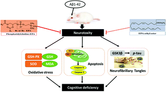 Graphical abstract: A comparative study of eicosapentaenoic acid enriched phosphatidylcholine and ethyl ester in improving cognitive deficiency in Alzheimer's disease model rats