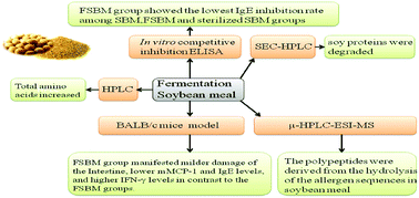Graphical abstract: Degradation of major allergens and allergenicity reduction of soybean meal through solid-state fermentation with microorganisms