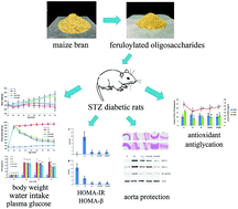 Graphical abstract: Feruloylated oligosaccharides from maize bran alleviate the symptoms of diabetes in streptozotocin-induced type 2 diabetic rats