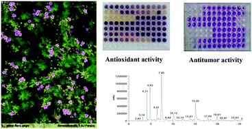Graphical abstract: Fractionation of the more active extracts of Geranium molle L.: a relationship between their phenolic profile and biological activity