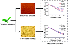 Graphical abstract: Black tea increases hypertonic stress resistance in C. elegans
