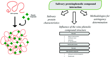 Graphical abstract: Interactions between wine phenolic compounds and human saliva in astringency perception