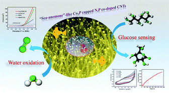 Graphical abstract: Phosphine-free avenue to Co2P nanoparticle encapsulated N,P co-doped CNTs: a novel non-enzymatic glucose sensor and an efficient electrocatalyst for oxygen evolution reaction
