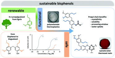 Graphical abstract: Sustainable bisphenols from renewable softwood lignin feedstock for polycarbonates and cyanate ester resins