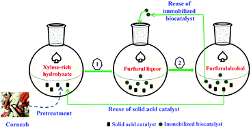Graphical abstract: One-pot conversion of biomass-derived xylose to furfuralcohol by a chemo-enzymatic sequential acid-catalyzed dehydration and bioreduction