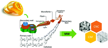 Graphical abstract: The Hy-MASS concept: hydrothermal microwave assisted selective scissoring of cellulose for in situ production of (meso)porous nanocellulose fibrils and crystals