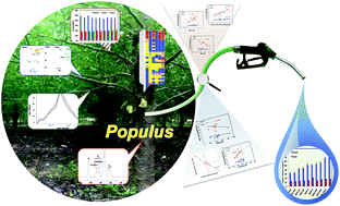 Graphical abstract: Insights of biomass recalcitrance in natural Populus trichocarpa variants for biomass conversion