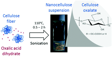 Graphical abstract: Esterification and hydrolysis of cellulose using oxalic acid dihydrate in a solvent-free reaction suitable for preparation of surface-functionalised cellulose nanocrystals with high yield