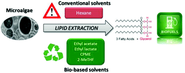 Graphical abstract: Enhanced microalgal lipid extraction using bio-based solvents for sustainable biofuel production