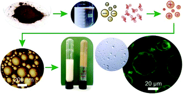 Graphical abstract: All-lignin approach to prepare cationic colloidal lignin particles: stabilization of durable Pickering emulsions