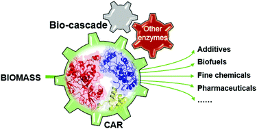 Graphical abstract: Biocatalysis of carboxylic acid reductases: phylogenesis, catalytic mechanism and potential applications