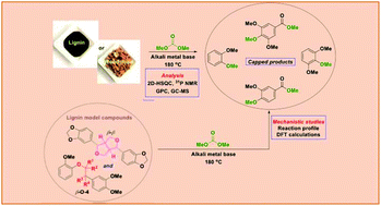 Graphical abstract: Mechanistic studies of base-catalysed lignin depolymerisation in dimethyl carbonate