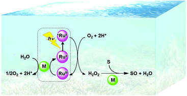 Graphical abstract: Thermal and photocatalytic oxidation of organic substrates by dioxygen with water as an electron source