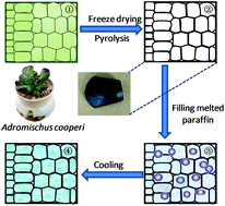 Graphical abstract: Leakage-proof phase change composites supported by biomass carbon aerogels from succulents